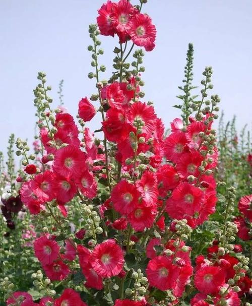 五色椒花的花语是什么？五色椒花象征着什么？