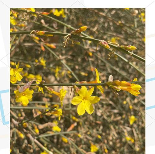 迎春花的花语有哪些？迎春花象征着什么？