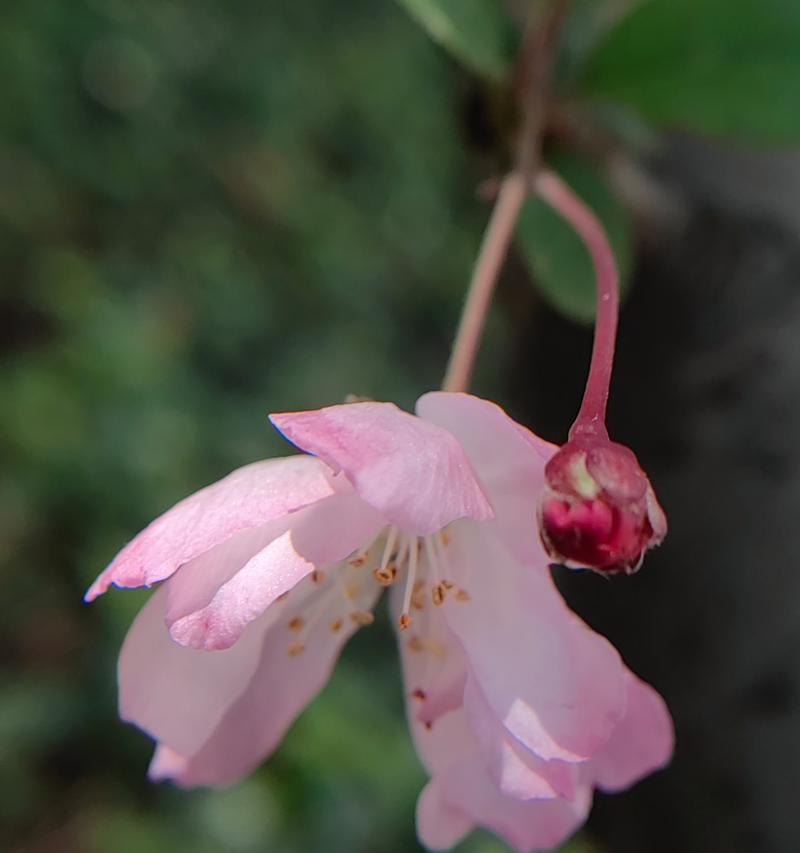 四大名花各自花语是什么？如何用四大名花表达祝福？