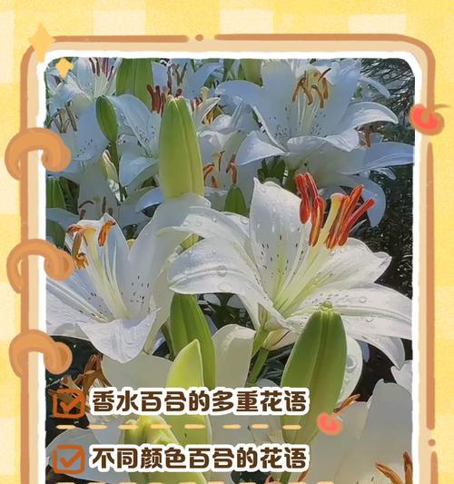 叠瓣百合花语有哪些？叠瓣百合象征着什么？
