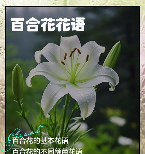 叠瓣百合花语有哪些？叠瓣百合象征着什么？