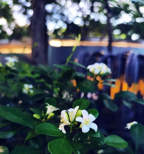 千里香花语有哪些？千里香象征着什么？