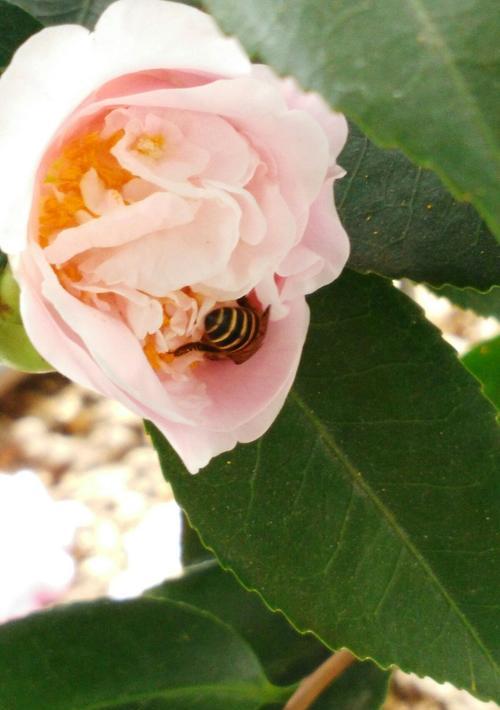 千里香花语有哪些？千里香象征着什么？