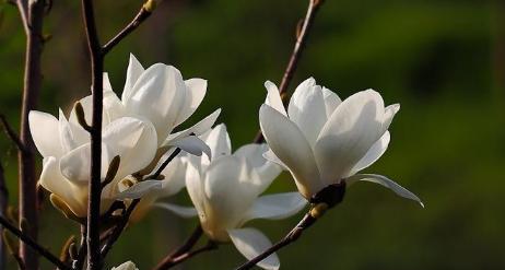 赞白玉兰花语有哪些？赞白玉兰象征着什么？