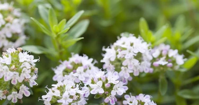 百里香花语有哪些？百里香象征着什么？
