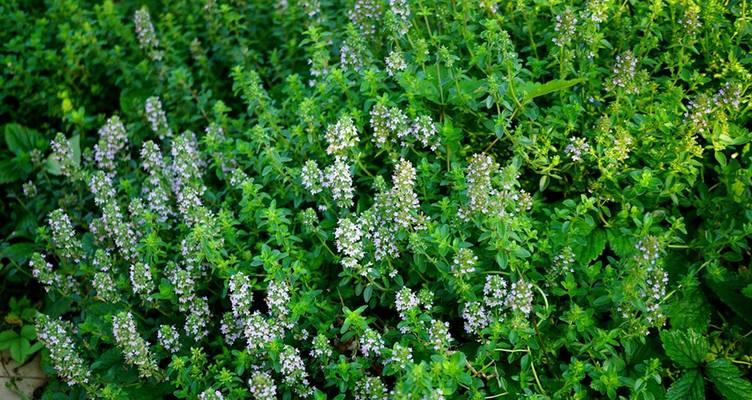 百里香花语有哪些？百里香象征着什么？