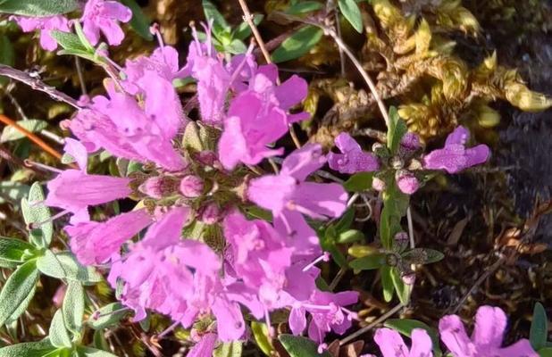 百里香花语有哪些？百里香象征着什么？