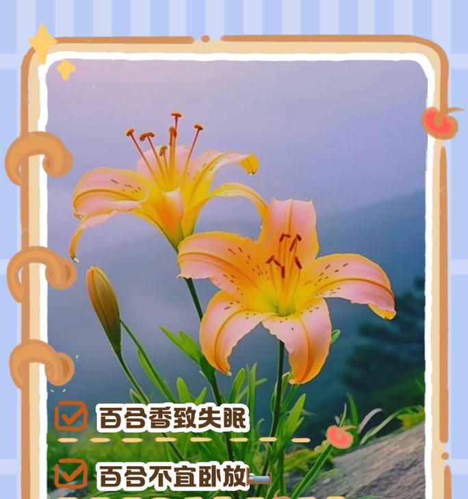 百合花语配文怎么写？如何用文字表达百合花语？