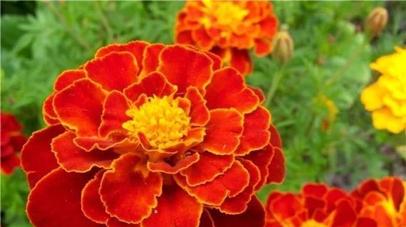 小万寿菊花语是什么？小万寿菊代表了什么意义？