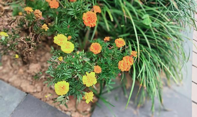 小万寿菊花语是什么？小万寿菊代表了什么意义？