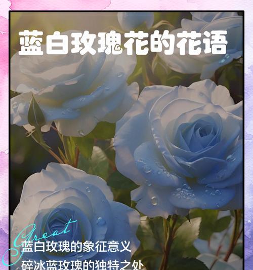 四种花的花语分别是什么？如何用四种花表达情感？