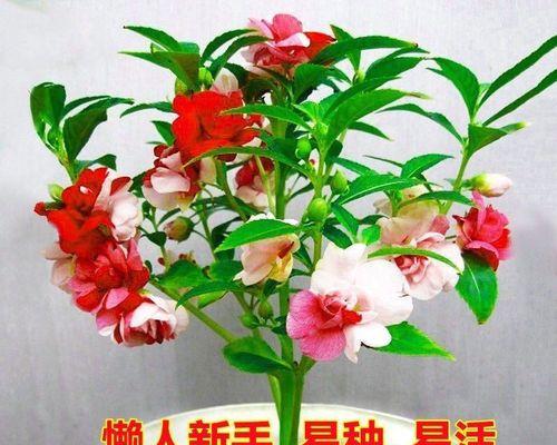 小凤仙花花语有哪些？小凤仙花象征着什么？