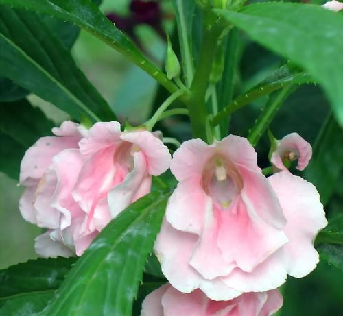 小凤仙花花语有哪些？小凤仙花象征着什么？