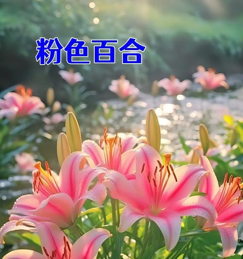 适合百合花语是什么？如何选择适合的百合花语？