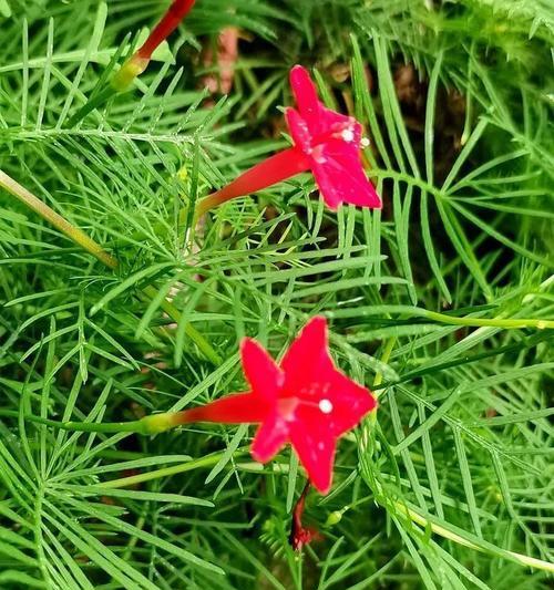 六角星花花语有哪些？六角星花的花语代表什么？