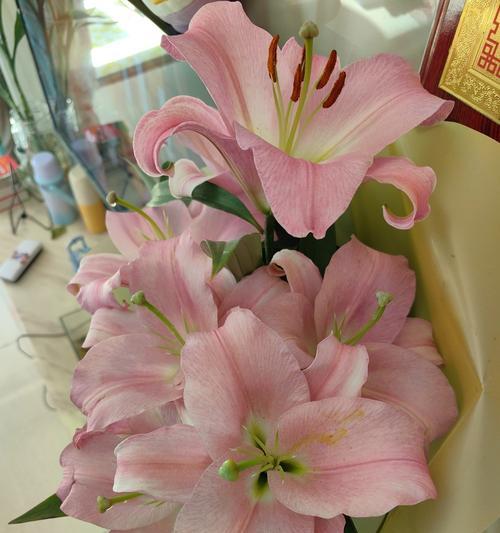 莉莉百合花语是什么？莉莉百合的花语有何特别之处？