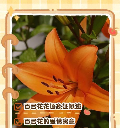 莉莉百合花语是什么？莉莉百合的花语有何特别之处？