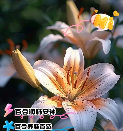 保定百合花语是什么？保定百合的花语有何特别之处？