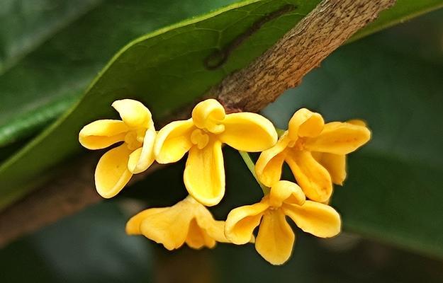 四季桂的花语是什么？四季桂的花语有何含义？