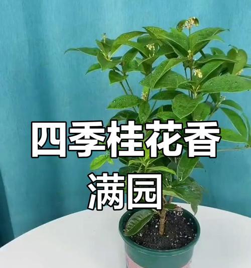 四季桂的花语是什么？四季桂的花语有何含义？