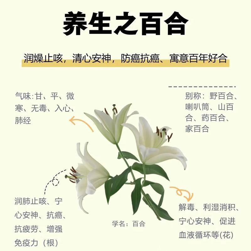 冬日百合花语是什么？冬日百合的花语有何含义？