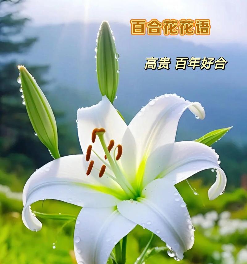 百合花语西方是什么？西方百合的花语有何特别之处？