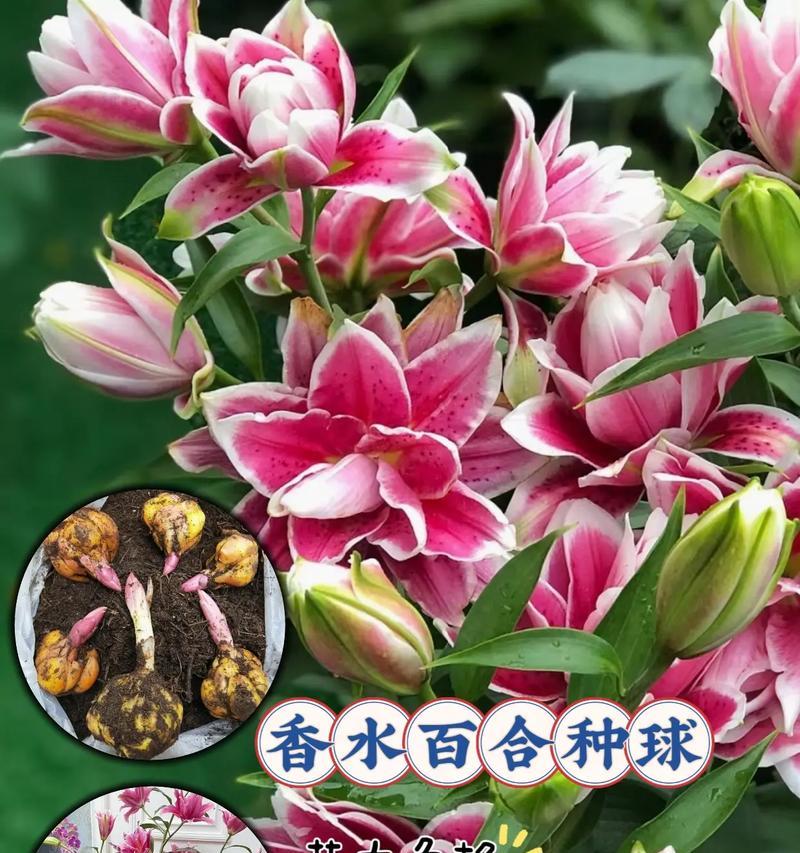 多层百合花语是什么？多层百合的花语有何含义？