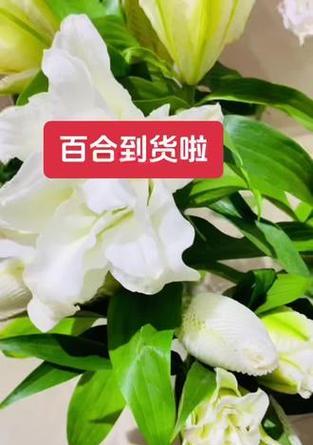 多层百合花语是什么？多层百合的花语有何含义？
