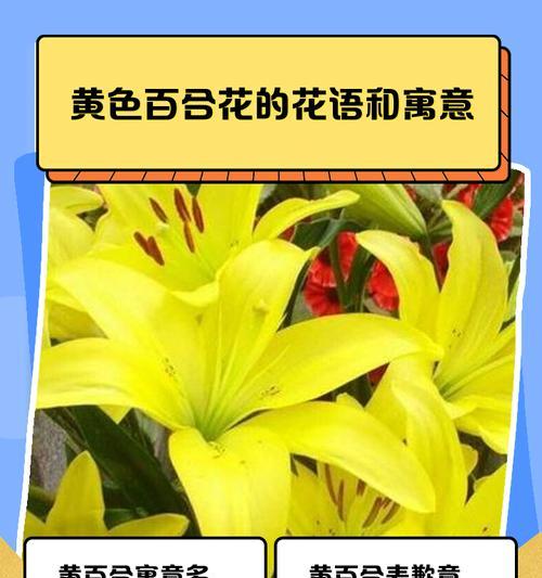 多层百合花语是什么？多层百合的花语有何含义？