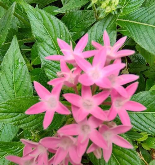 五星花的花语是什么？五星花的花语有何特别之处？