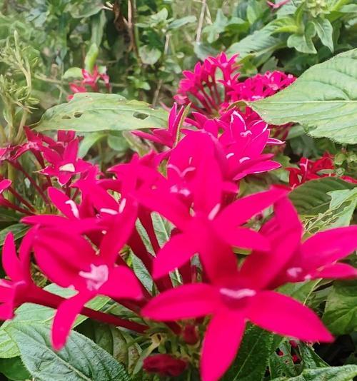 五星花的花语是什么？五星花的花语有何特别之处？