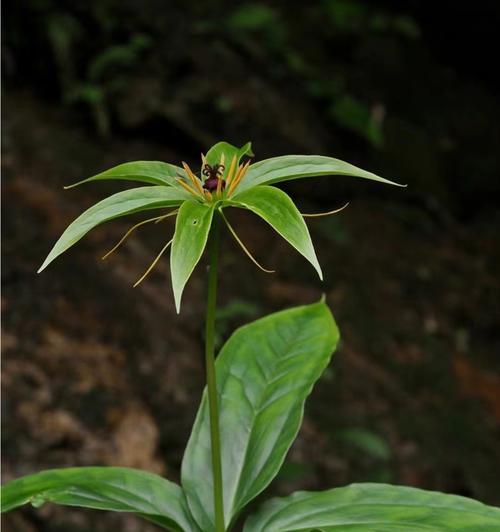 万重山花语是什么？万重山的花语有何特别之处？