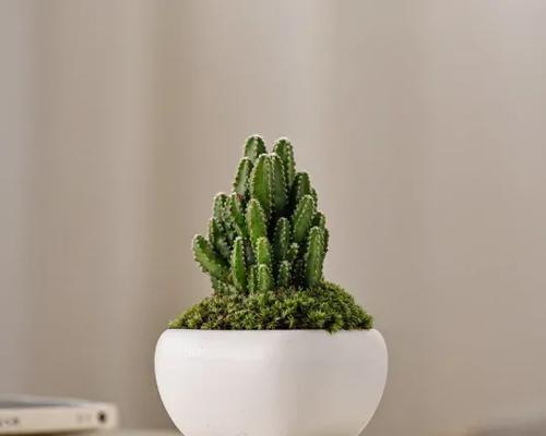 万重山花语是什么？万重山的花语有何特别之处？