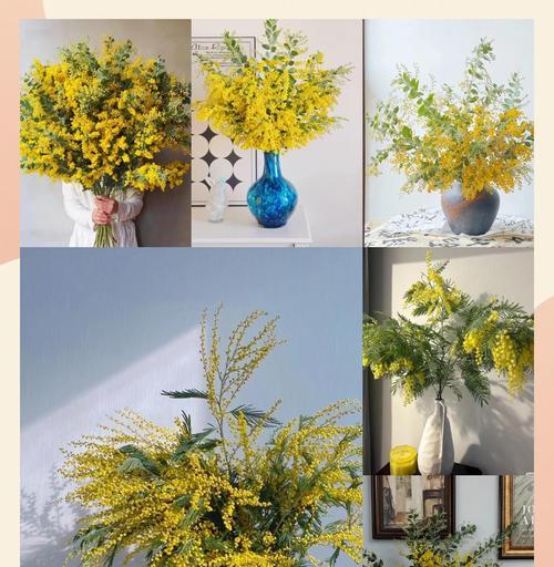 金合欢树花语是什么？金合欢树的花语有何含义？