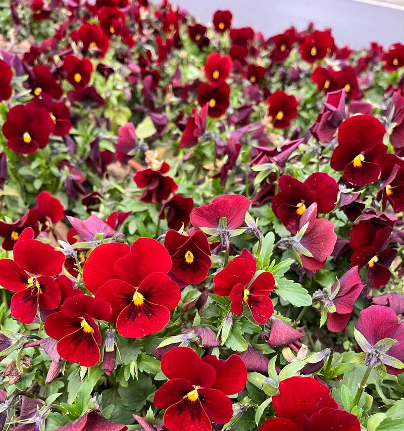 三色景的花语是什么？三色景的花语有何含义？