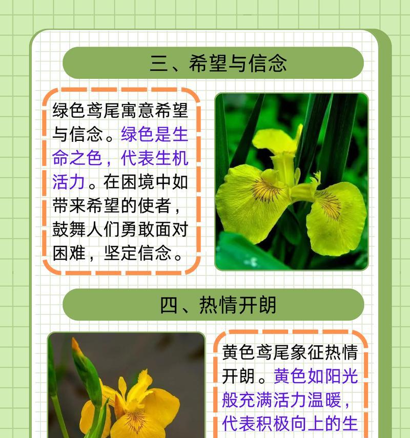 兰鸢尾花花语是什么？兰鸢尾花的花语有何含义？