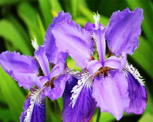 兰鸢尾花花语是什么？兰鸢尾花的花语有何含义？