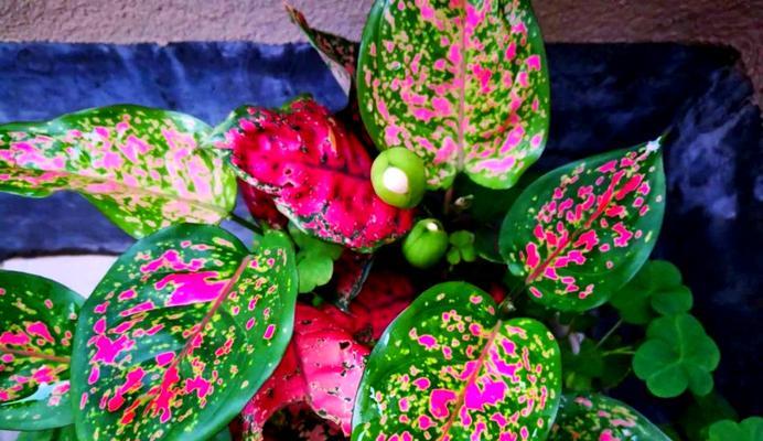 花叶万年青代表什么？花叶万年青的花语有哪些含义？