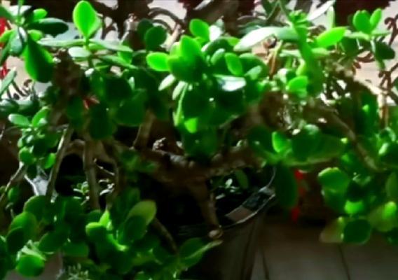 花叶万年青代表什么？花叶万年青的花语有哪些含义？
