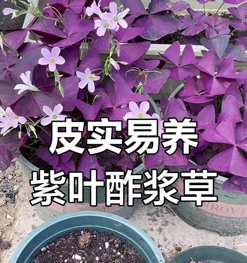 紫色酢浆草的花语是什么？紫色酢浆草象征着什么？