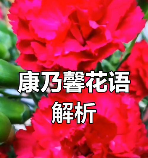 康乃馨的花语是什么？康乃馨代表了哪些情感？