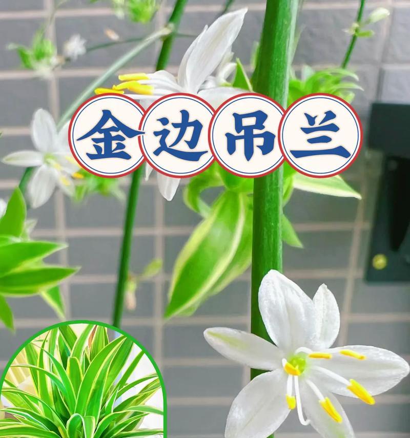 银边吊兰的花语是什么？银边吊兰代表了什么？