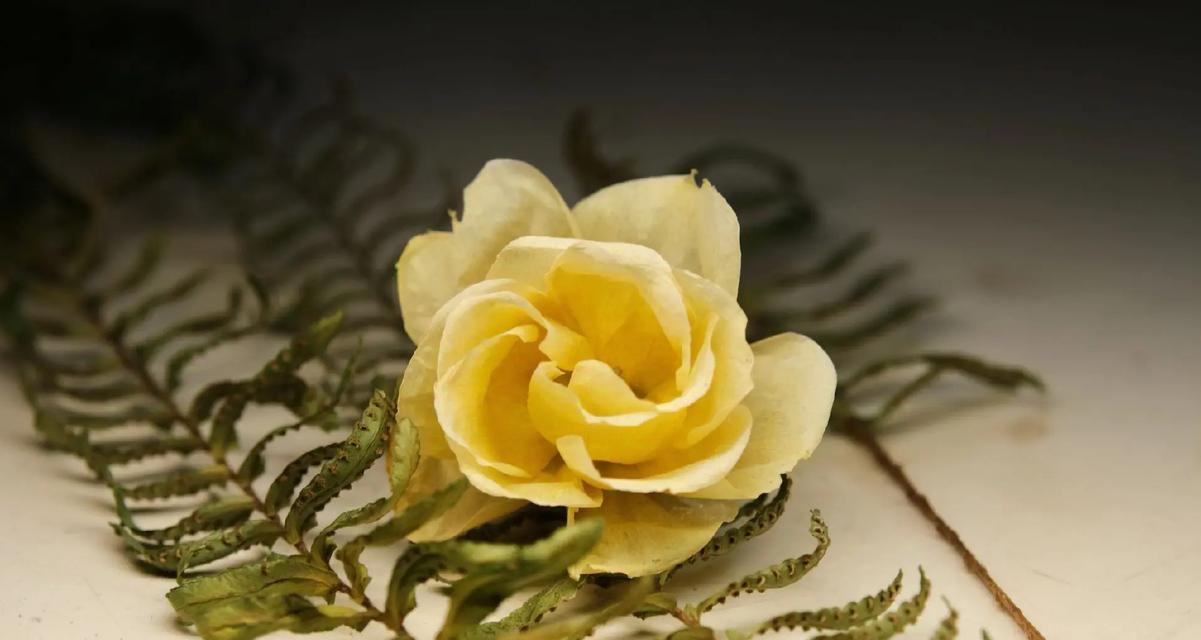 干花的花语有哪些？干花象征着什么？