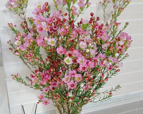 干花的花语有哪些？干花象征着什么？
