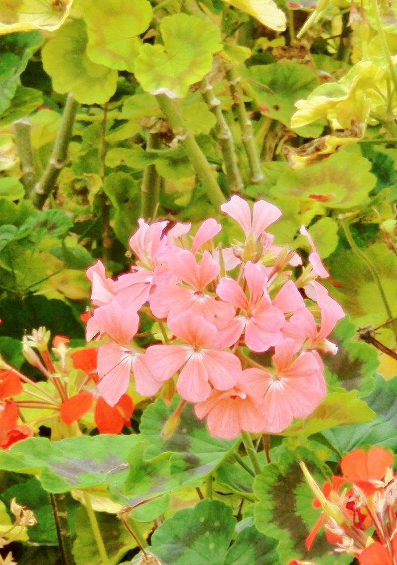 粉色天竺葵的花语是什么？粉色天竺葵象征着什么？