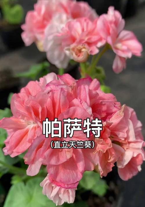 粉色天竺葵的花语是什么？粉色天竺葵象征着什么？