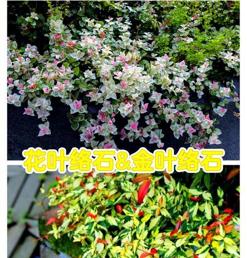 花叶络石的花语是什么？花叶络石代表了什么？