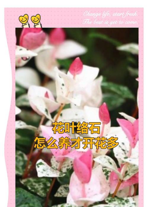 花叶络石的花语是什么？花叶络石代表了什么？