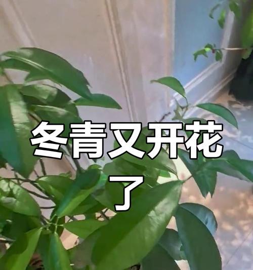 夏冰冬青的花语是什么？夏冰冬青代表了哪些情感？