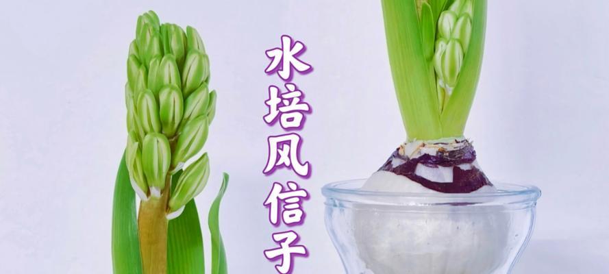 风信子花的花语是什么？风信子象征着什么？